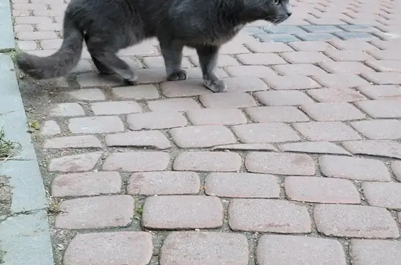 Найден серый кот с белым пятнышком на Гражданском проспекте