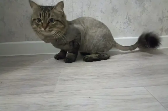 Пропала кошка Мурка на ул. М. Расковой, 25, Саранск
