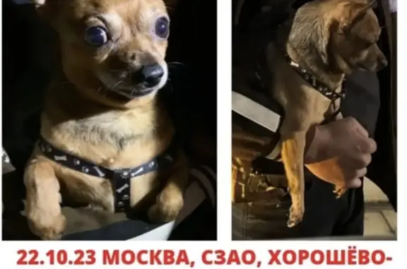 Собака Чихуахуа в шлейке на ул. Живописная, 14, Москва