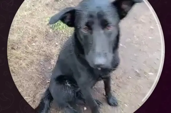 Найдена собака на Октябрьском проспекте, вл112, Люберцы