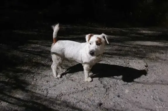 Найдена собака Джек Рассел терьер в Сочи, Донской переулок 24