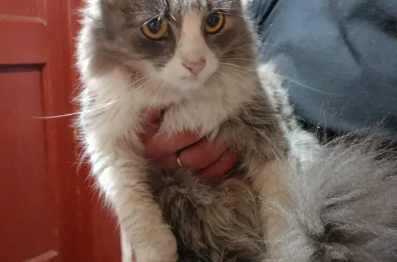 Найдена кошка на Песочной улице, 21, Боровичи