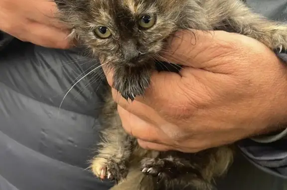 Найдена трехцветная кошка в Туле, возраст - месяц