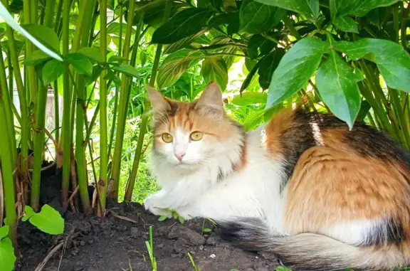 Пропала кошка Ириска на 2-й Ленинградской, 43