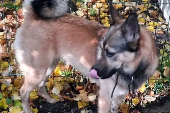 Найдена собака, Калининград, фото: Собака Девочка найдена на ул. Инженерной, Калининград