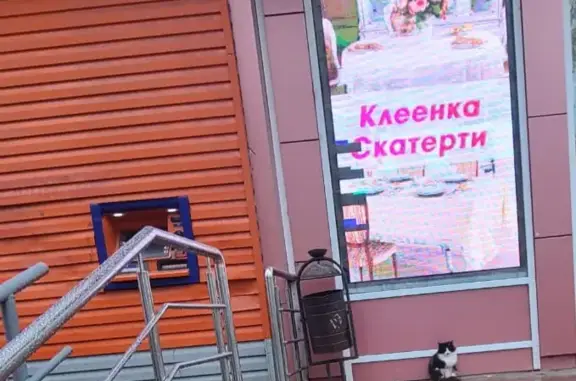 Найдена кошка на Машиностроителей 26, Ярославль