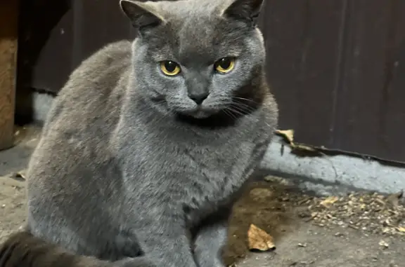Найден серый кот на ул. Обручева, Улан-Удэ