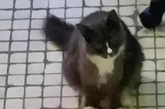 Найденные животные Москва, фото: Найдена кошка в подъезде на ул. Героев Панфиловцев, 45 к1