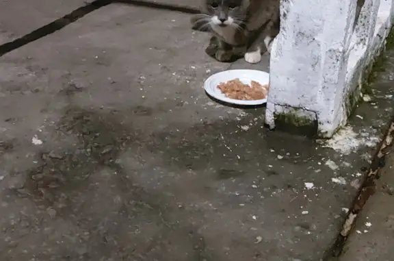 Найдена голодная кошка на ул. Тимме, Архангельск