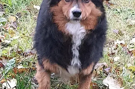 Собака найдена в Ивкино, Рязанская область