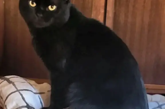 Кошки потеряшки, Давыдово (орехово-зуевский), фото: Потеряшка чёрный кот, Давыдово, ул. Заводская 12