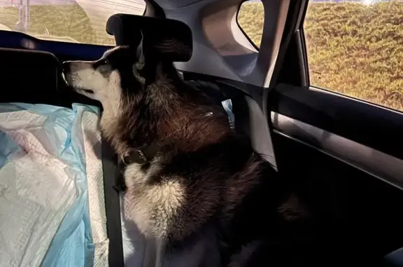 Собака Хаски ищет передержку в Славновском сельском поселении