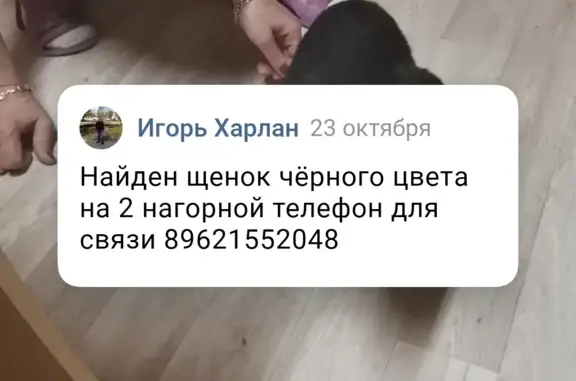 Найдена чёрная собака-щенок на Дворцовой пл., Санкт-Петербург