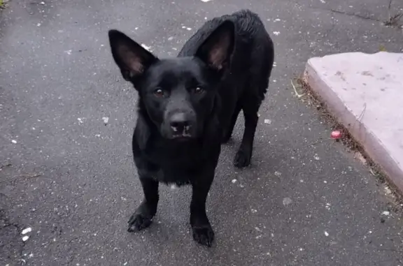 Найдена собака на Дмитровском шоссе, Москва