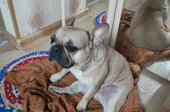 Собаки потеряшки, Краснодар, фото: Потеряшка собака Французский будьдог, Старокубанская ул., 56