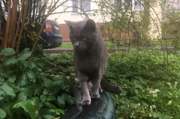 Найдена кошка на ул. Полубоярова, 1 (Наро-Фоминск)