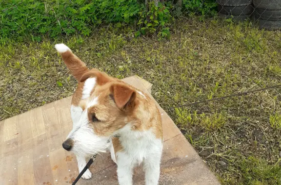 Пропала собака Помесь фокстерьера в Московской области