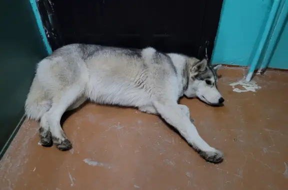 Найдена собака в подъезде на ул. Академика Королёва, Астрахань