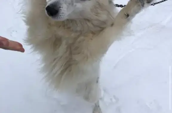 Пропала собака Бим на Советской улице