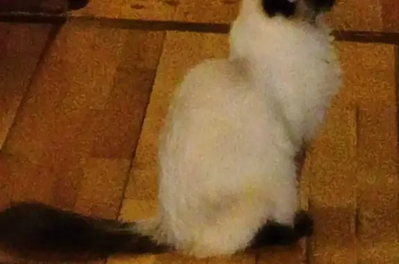 Пропала тайская кошка, Сергиевская улица, 39