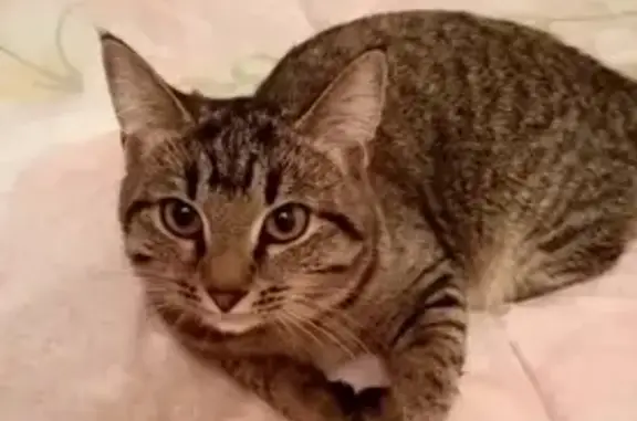 Кошки потеряшки, Уфа, фото: Потеряшка кошка Муся, ул. Маршала Жукова, 6, Уфа