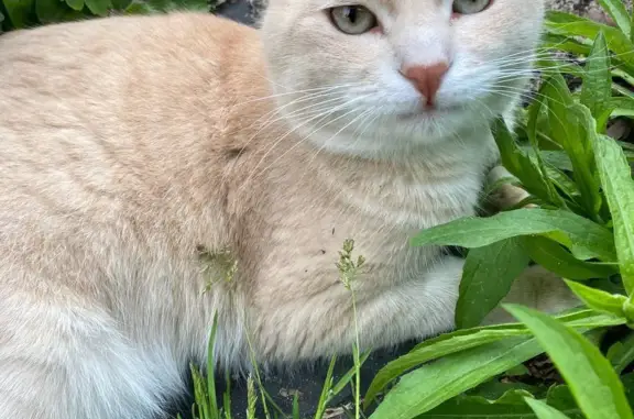 Пропала кошка Каспий в Костерёво, Владимирская область