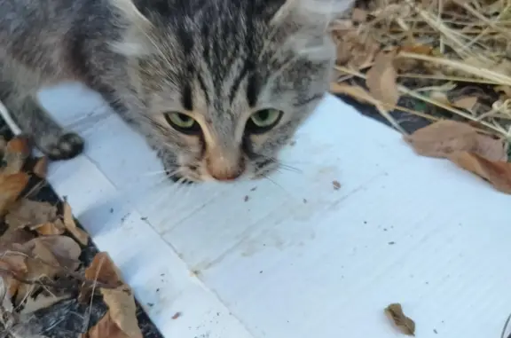 Кошка-девочка в жёлтом ошейнике найдена в Михайловске