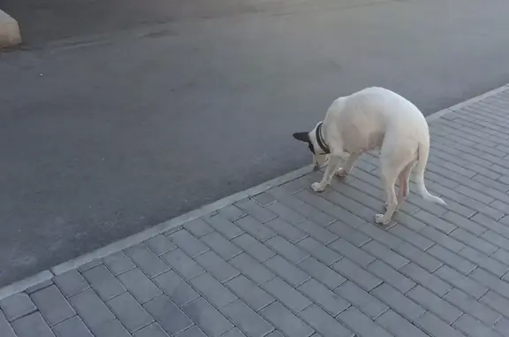 Потерянная собака возле остановки Подгорбунского, ул. Бутина, Чита