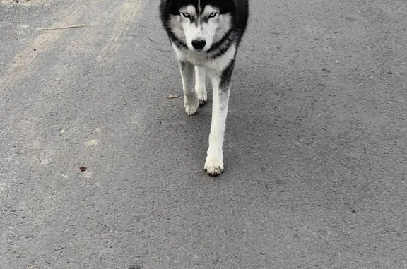 Собака хаски найдена: Заречный переулок, 33, Батайск