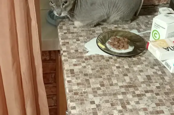 Найдена кошка в Ангарске, похожая на сфинкса