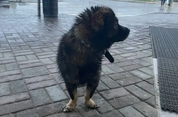 Пропала собака в Томске, окрас - чëрно-коричневый