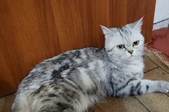 Кошки потеряшки, Тамбов, фото: Потеряшка кошка на Пролетарской ул., 196, Тамбов