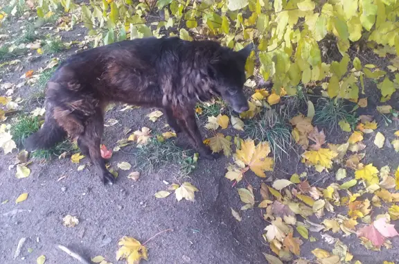 Найдена собака на Замшиной улице, Санкт-Петербург