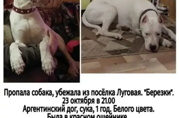 Пропала собака на Комсомольской улице, Лобня