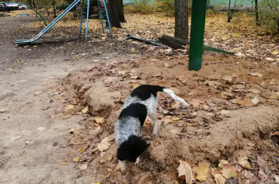 Найдена собака, площадь Ленина, Воронеж