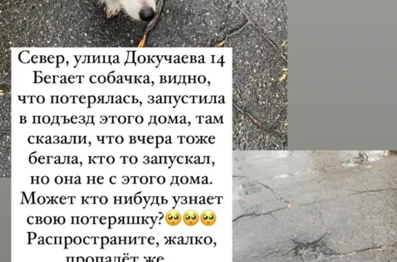 Найдена собака: ул. Докучаева, 14, Ульяновск