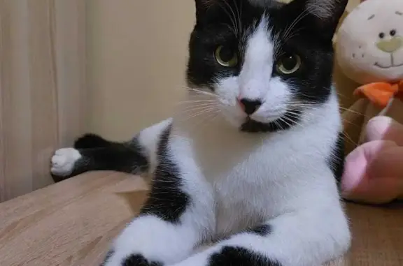 Пропала кошка Кузя, чёрно-белый кот, АвиаСити, 41