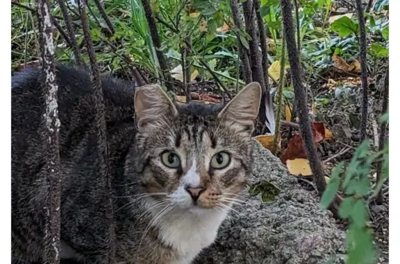 Потерянные животные Санкт-Петербург, фото: Пропала кошка в СПб, Фрунзенский район, ул. Будапештская и Гашека