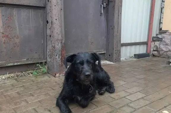 Найдена собака, ул. Гагарина, 89, Клинцы