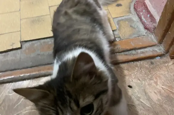 Найдена кошка на Дзержинского, Коломна