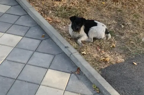 Собака найдена на Бакинской улице