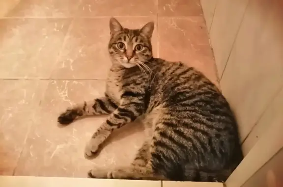 Пропала кошка в Краснооктябрьском районе, пос. Металлургов