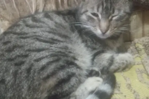 Пропала серая полосатая кошка на Московской улице