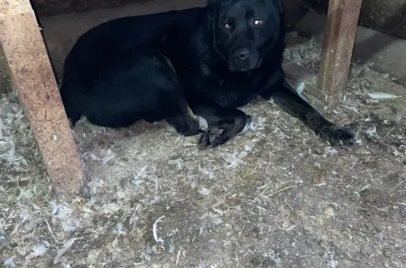 Найдена черная собака на Большой Московской улице