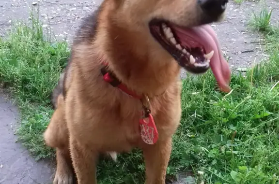 Пропала собака в Семенове, Нижегородская обл.