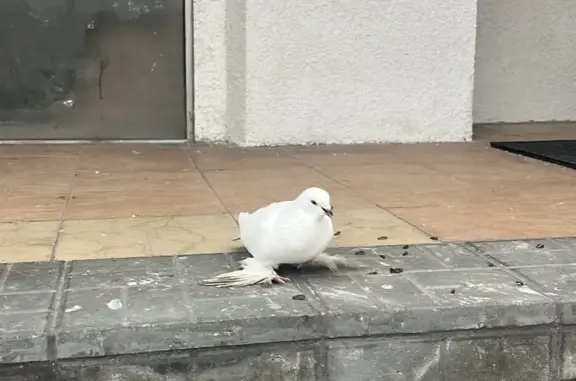 Найдена голубка возле Лермонтовского проспекта, Москва