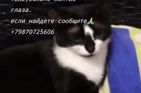 Пропала кошка: Ладожская ул., 69, Пенза