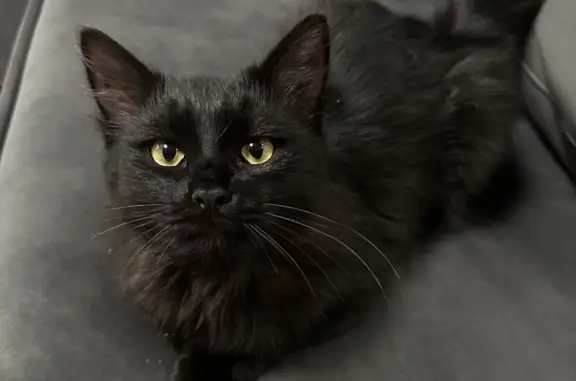 Найден черный кот на улице Губкина, 18, Сургут