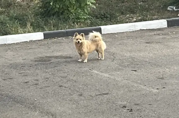 Потерянная рыжая собака на Исаева, Майкоп