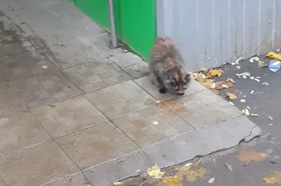 Кошка с ошейником возле магазина 